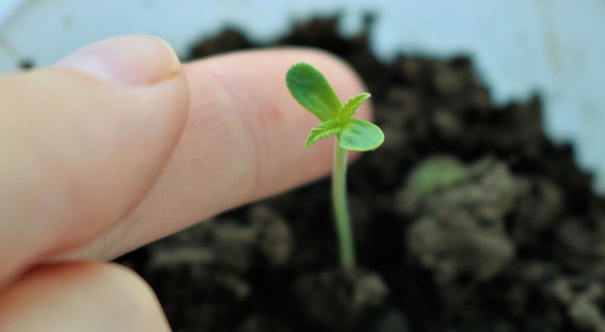 ANTG is hiring medical cannabis growers in NSW