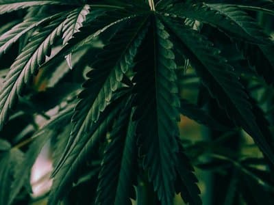Health House International (ASX: HHI) signs deal to give German medical cannabis patients access to subsidised prescriptions