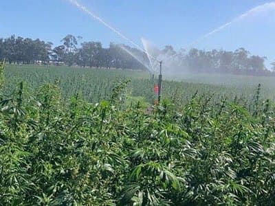Interested in growing hemp in WA? Attend a hemp farm field day in February