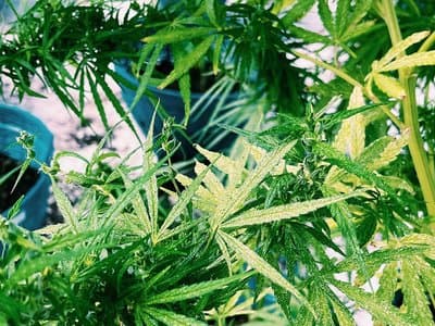 New Zealand-based cannabis producer Greenfern reaches partnership agreement with Cannvalate