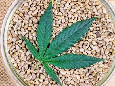 WA government classifies a cannabis seed the same as a fully-grown plant