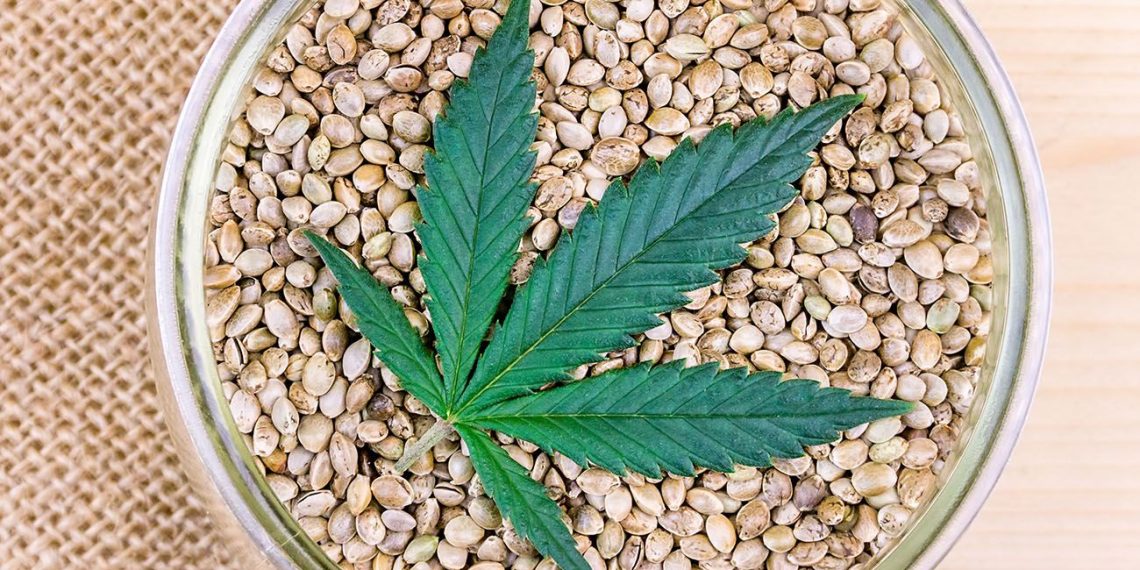 WA Government Classifies A Cannabis Seed The Same As A Fully-grown ...